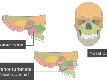 Resumen de los huesos nasal, vómer y cornetes inferiores (concha) Imagen destacada