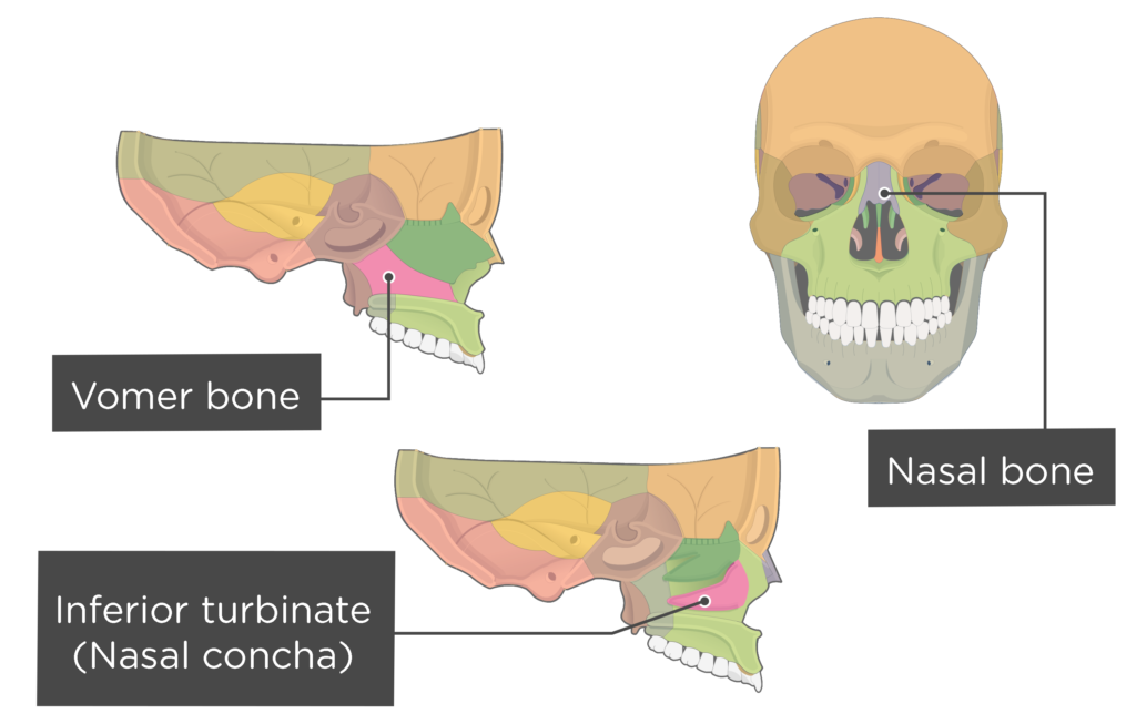 Vomer And Inferior Turbinate Anatomy And Diagram, 43% OFF