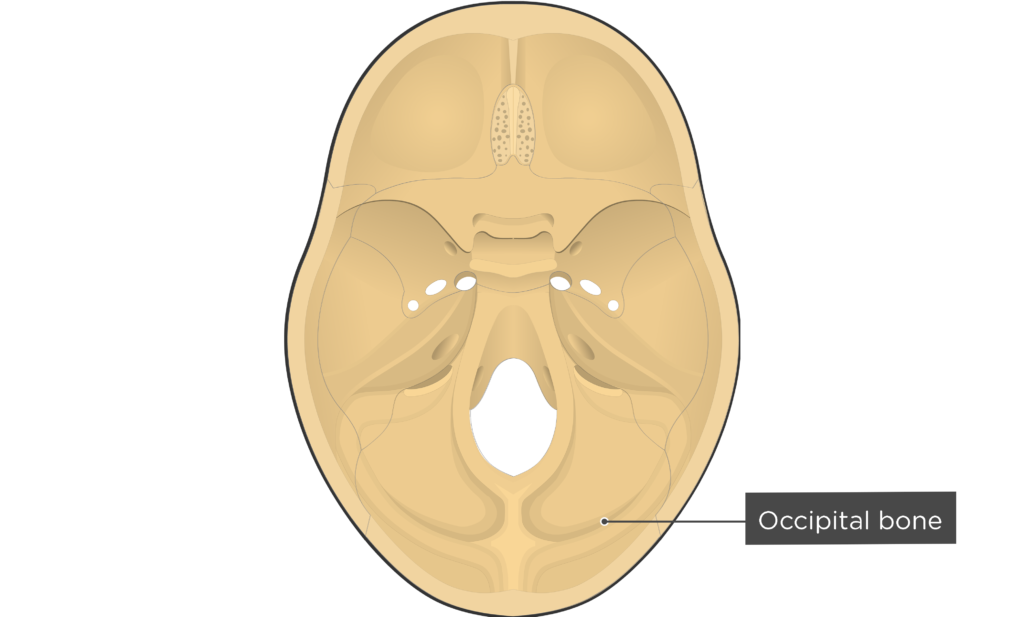 Occipital bone - Cranial Floor