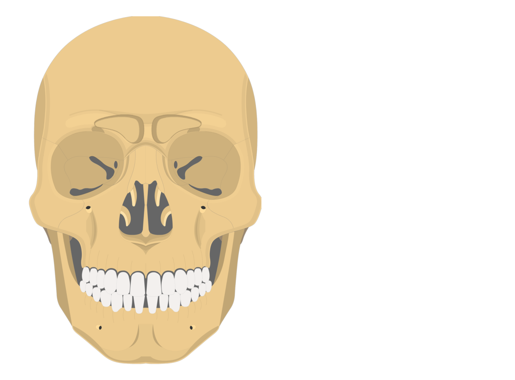Paranasal sinuses - anterior view