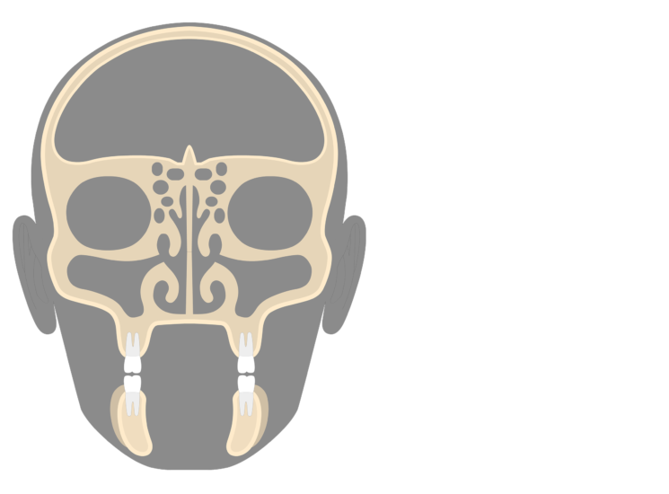 Facial Bone That Contains A Sinus 32