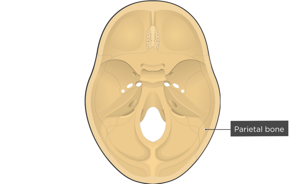 Parietal bone - Cranial Floor