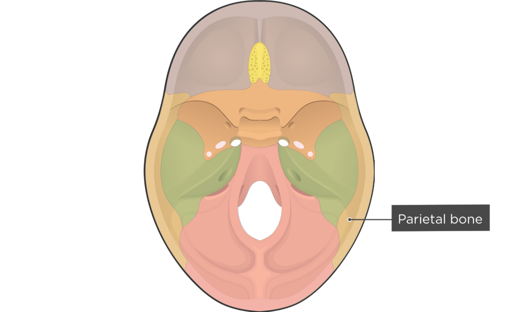 Parietal bone - Cranial Floor - Colored