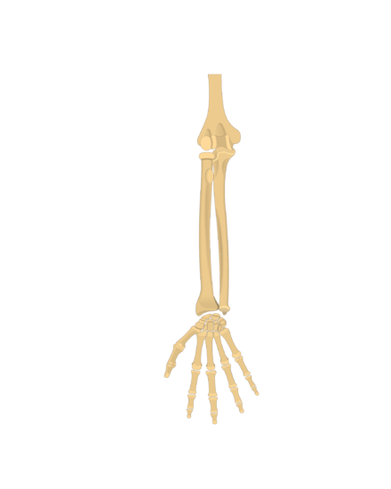 Radius Bone Labelled : 9 Schematic drawing of both the radius and the