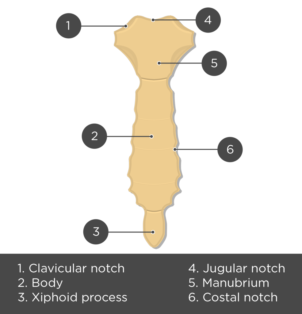 Sternum Anatomy Unlabeled