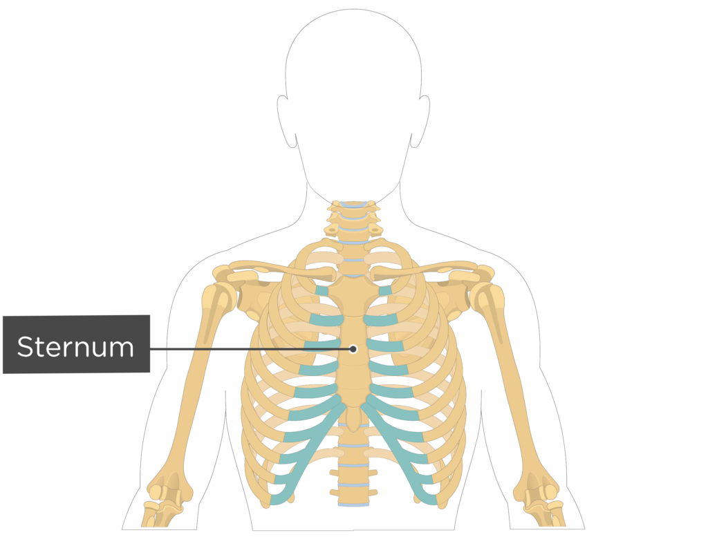 Antique Medical Scientific Illustration Highresolution Rib  Cage向量圖形及更多肋骨架圖片- iStock