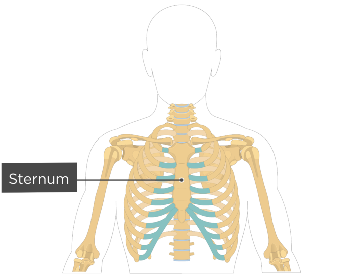 Sternum: anatomy and labeled diagram | GetBodySmart