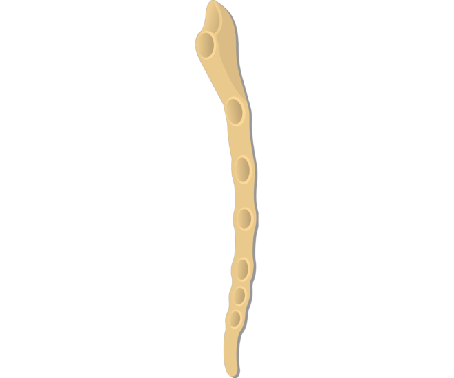 Sternum Bone Anatomy