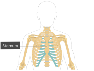 Sternum Bone - Overview - Featured