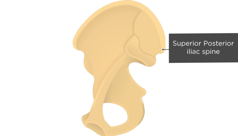 Posterior Superior Iliac Spine - Anatomy of the Hip | Musculoskeletal