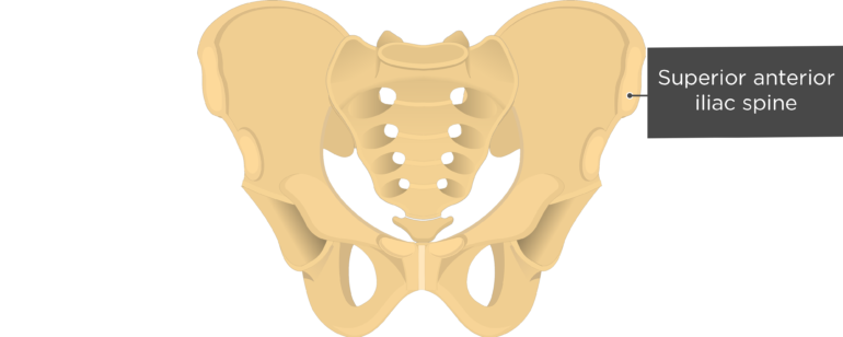Hip Bone Anatomy - Anterior Markings