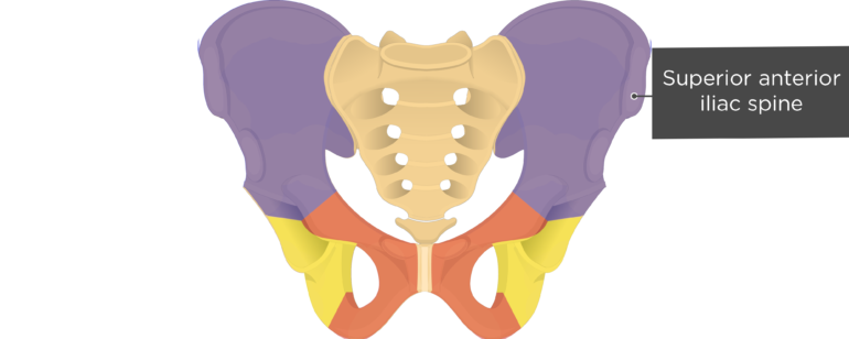 Hip Bone Anatomy - Anterior Markings • GetBodySmart