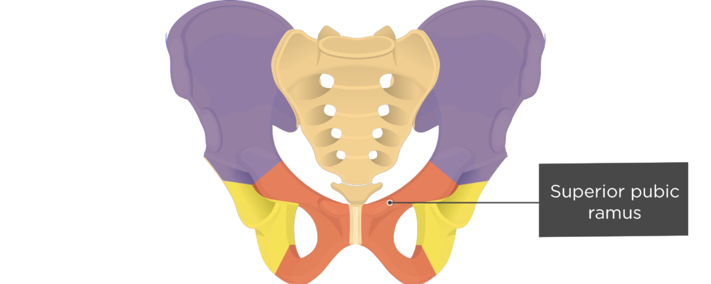 Hip Bone Anatomy | GetBodySmart