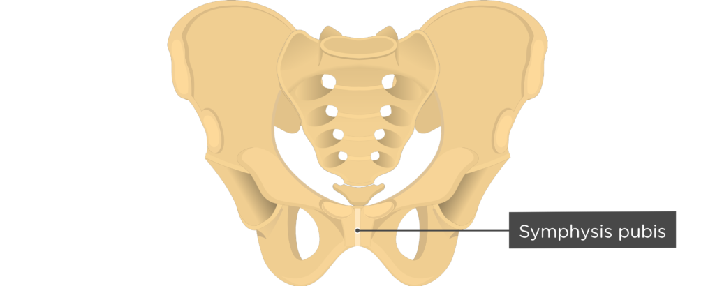 Symphysis pubis - Hip Bone