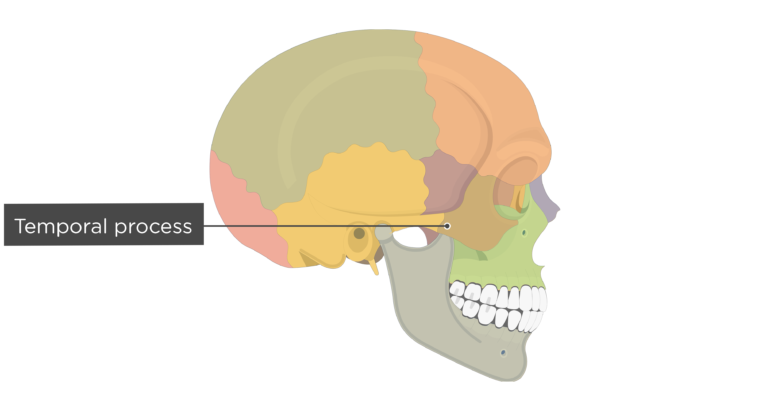 Zygomatic Bone Anatomy