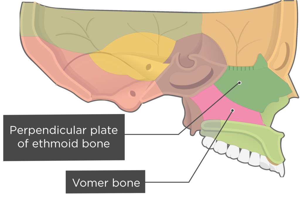 vomer 14