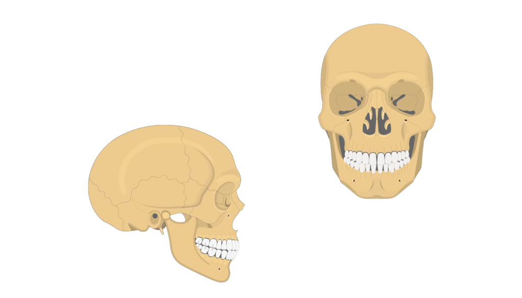 Zygomatic Bone Anatomy GetBodySmart