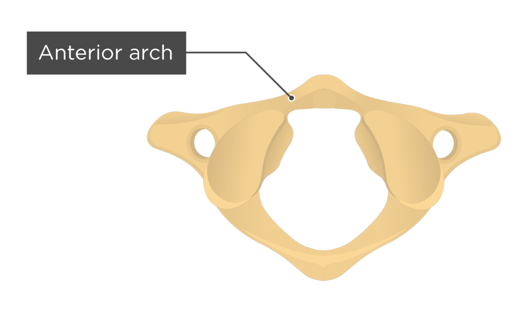 Atlas Bone Anatomy | GetBodySmart