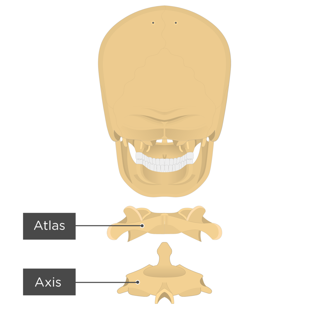 Atlas Bone Anatomy | GetBodySmart