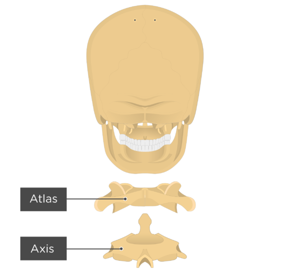 Atlas Bone Anatomy