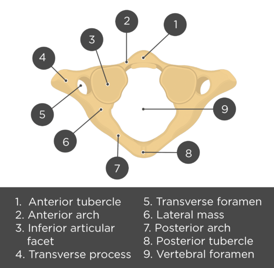Atlas Bone Anatomy