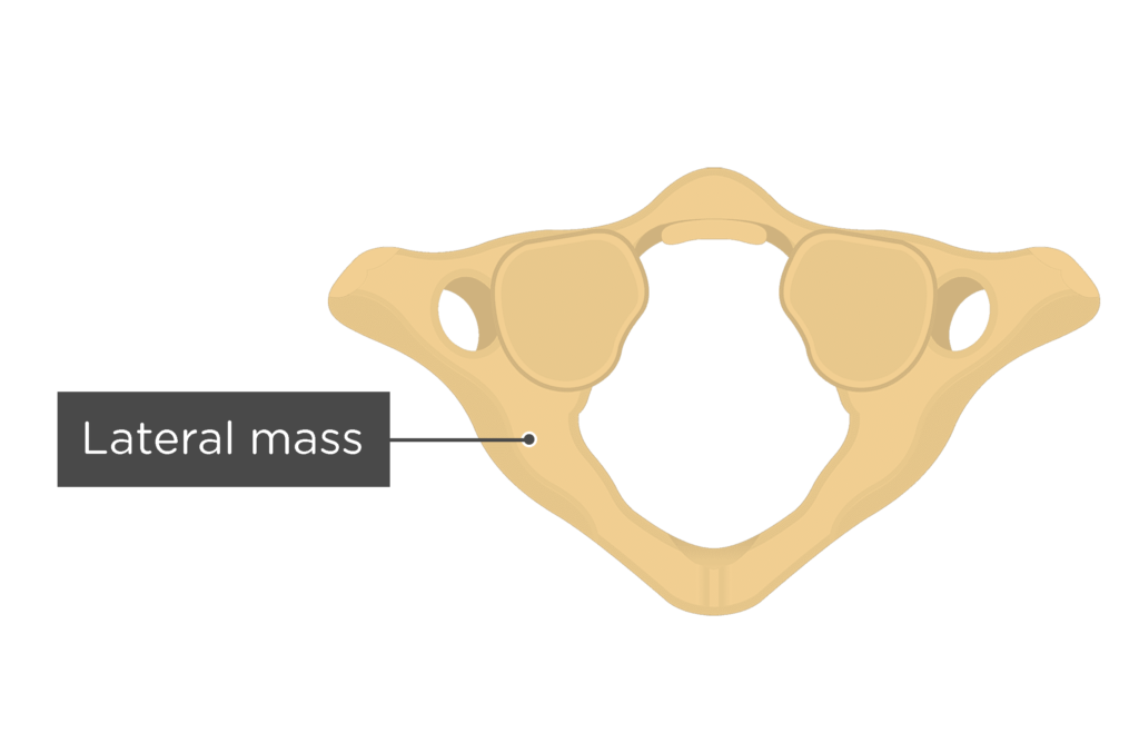 Cervical Vertebrae Atlas
