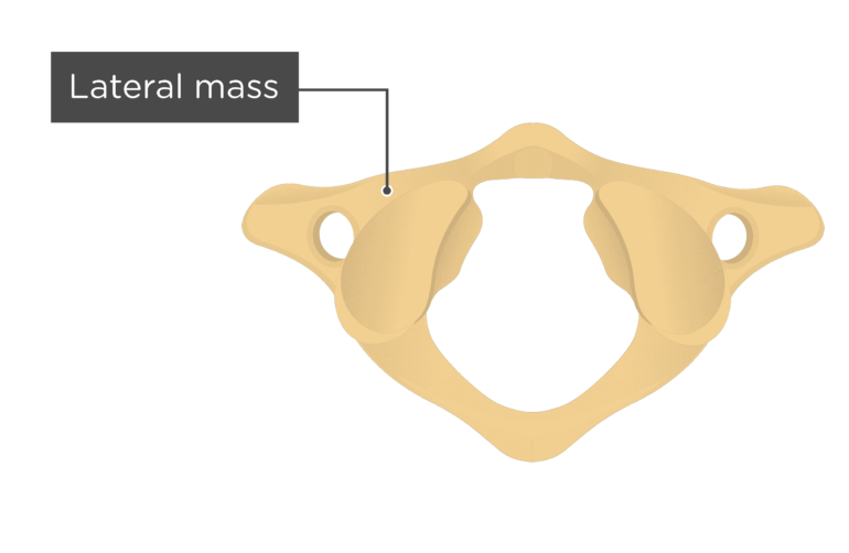 Atlas Bone Anatomy