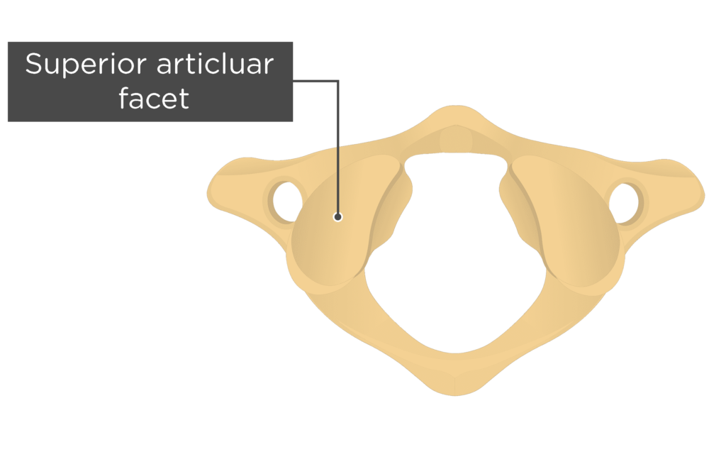Superior Articular Process
