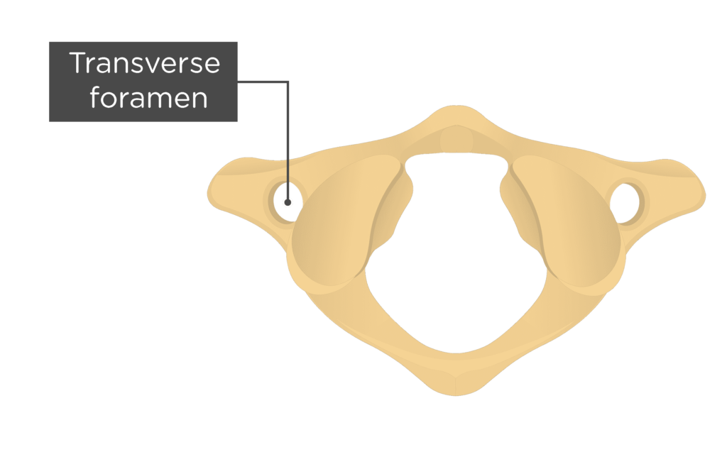 Labeled Atlas Bone Axis (anatomy) Wikipedia