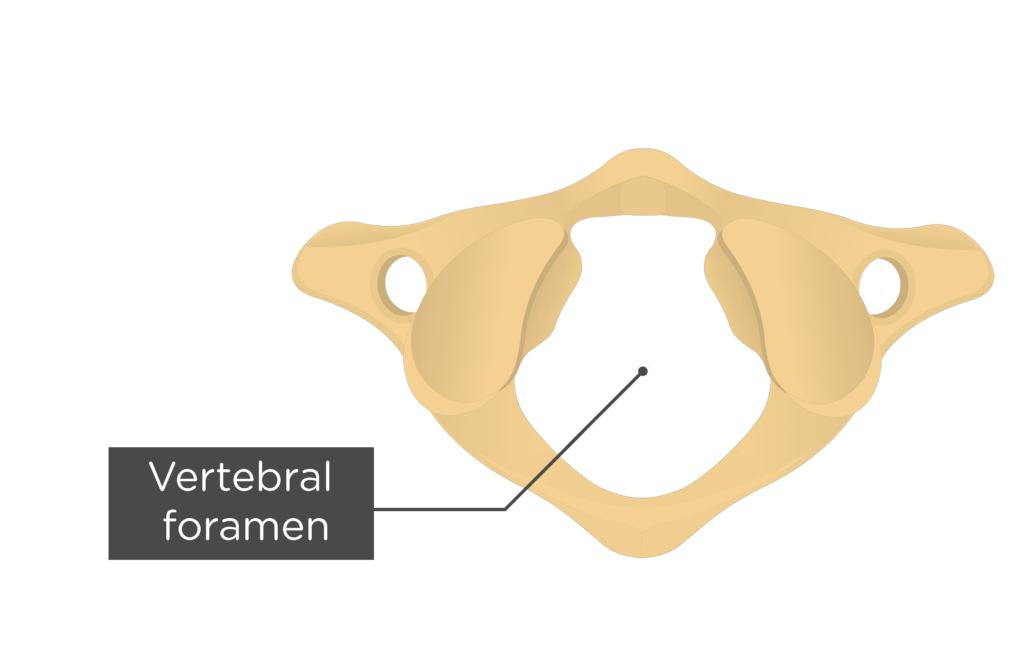 Atlas Bone Anatomy | GetBodySmart