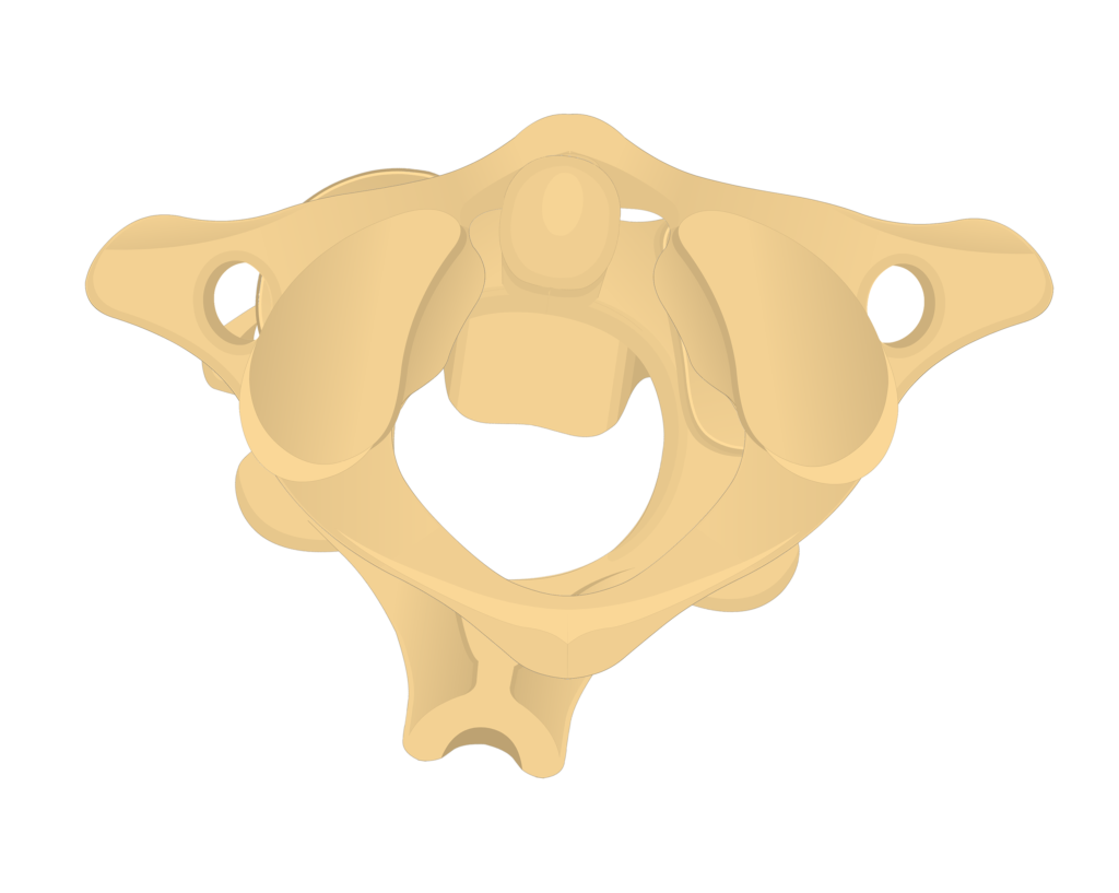 Atlas Bone Anatomy | GetBodySmart