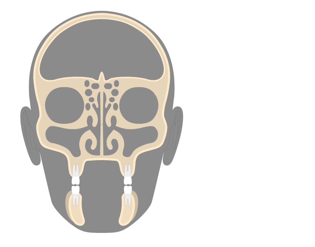 Coronal view of the skull