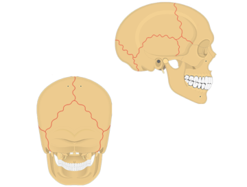 featured image - skull sutures