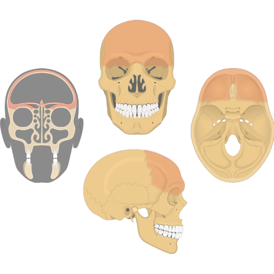 Frontal Bone Anatomy