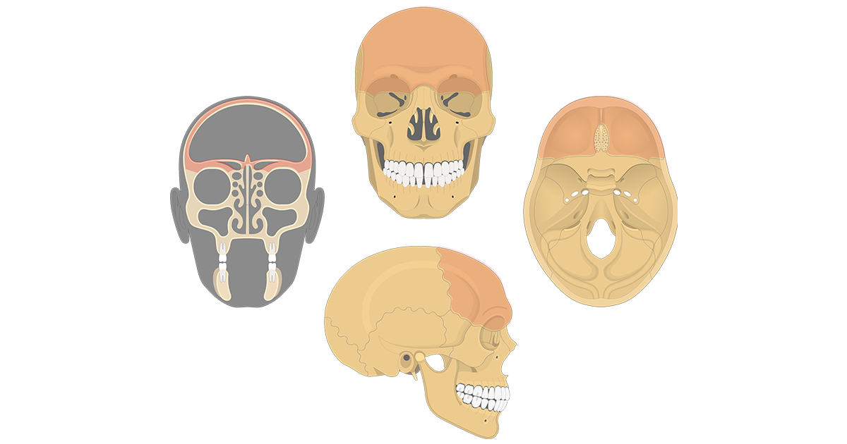 Frontal Bone Anatomy