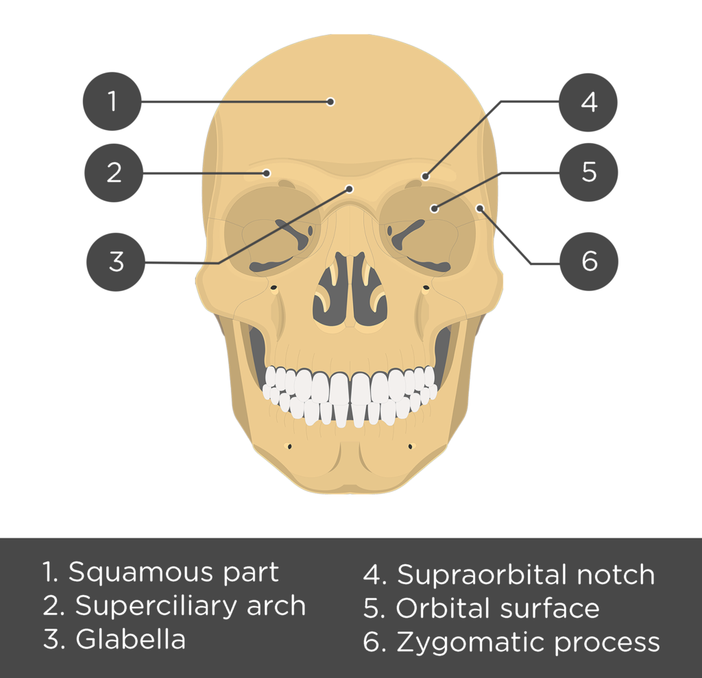 Frontal bone labeled
