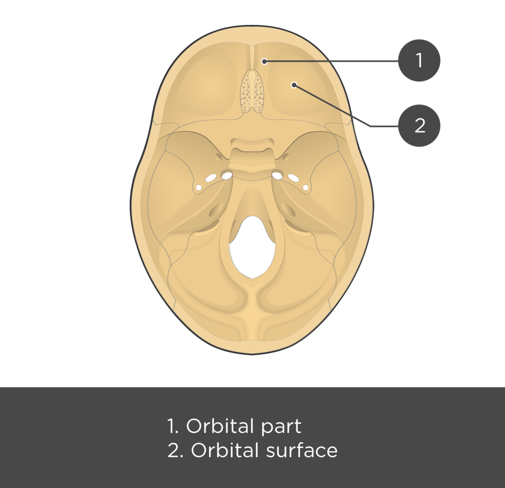 The cranial floor view of the frontal bone - test yourself answers