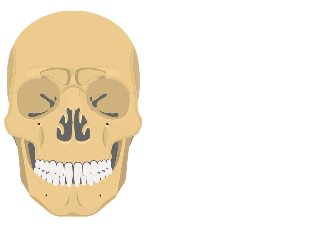 The anterior view of the frontal bone - frontal sinus