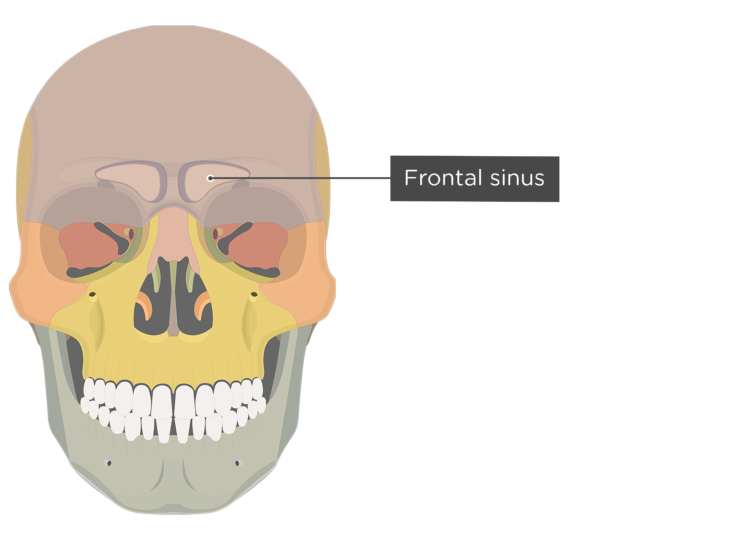 Frontal Bone Anatomy GetBodySmart