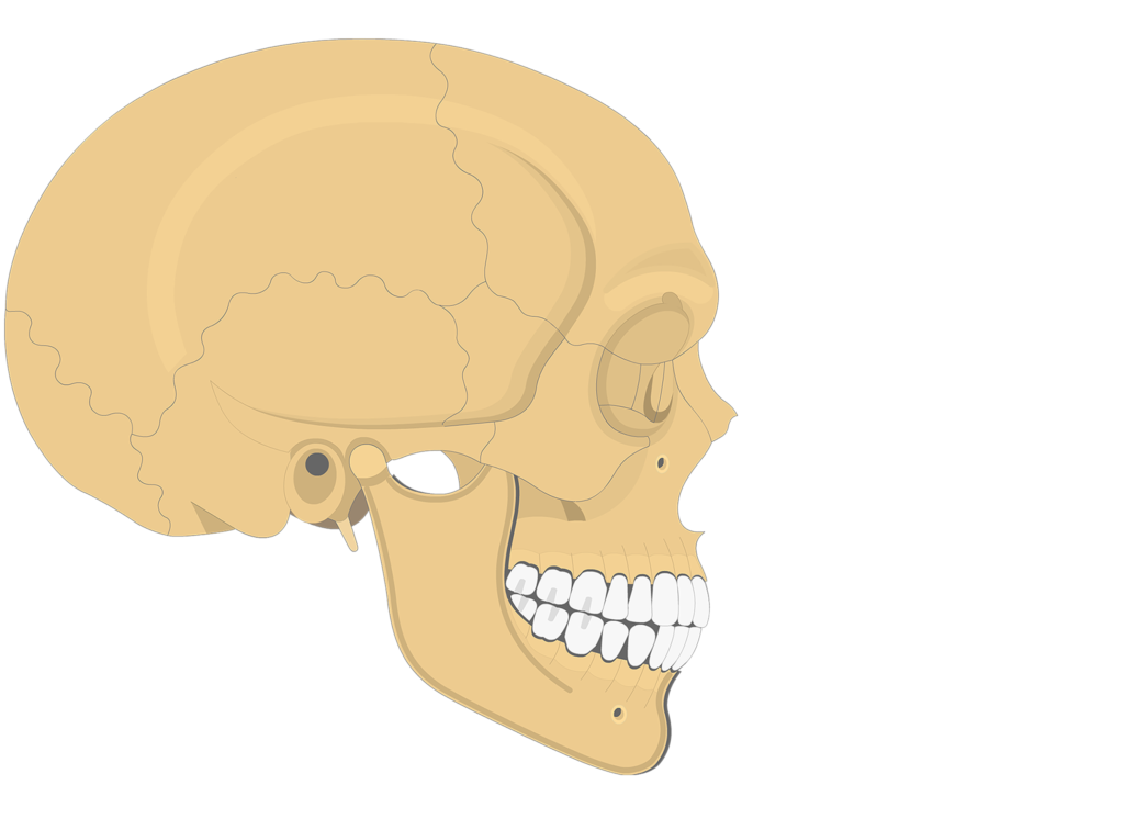 Скуловая и теменные кости. Осевой скелет череп. Скуловые кости черепа. 6 Кост череп.