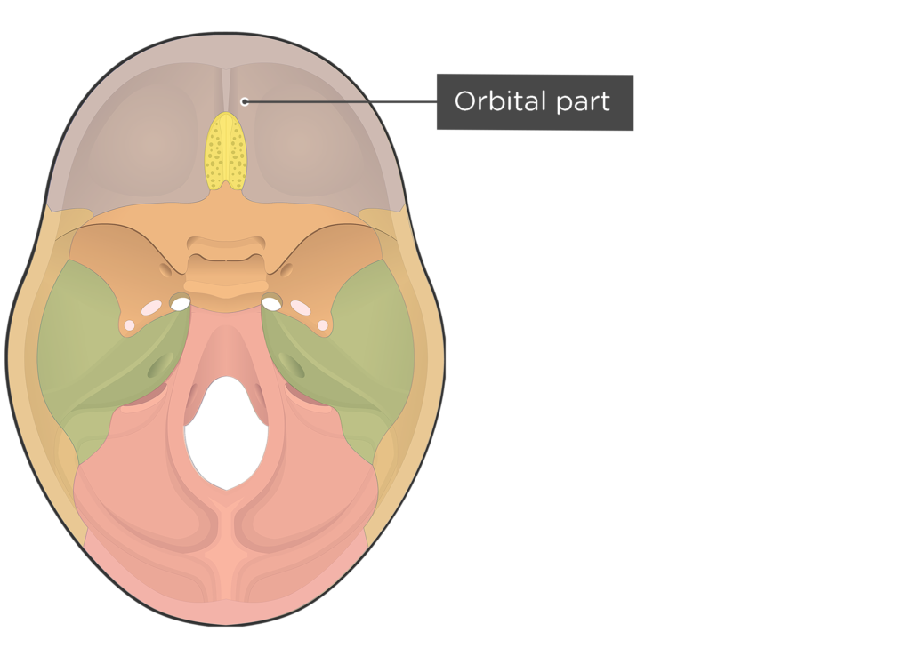 Frontal Bone Anatomy GetBodySmart