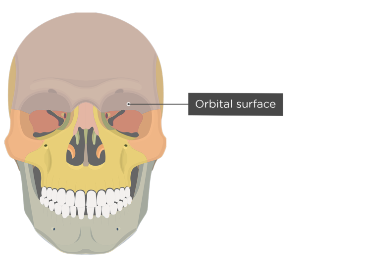 Frontal Bone Anatomy | GetBodySmart