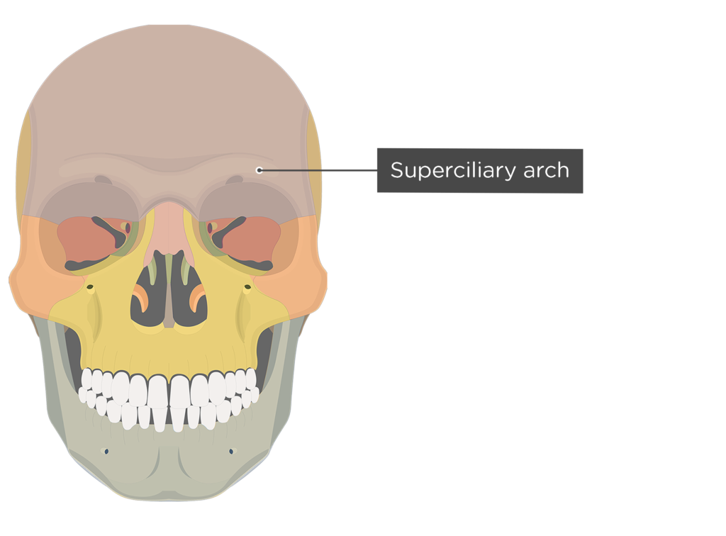 Frontal bone labeled