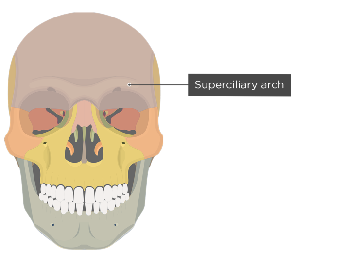 Frontal Bone Anatomy GetBodySmart