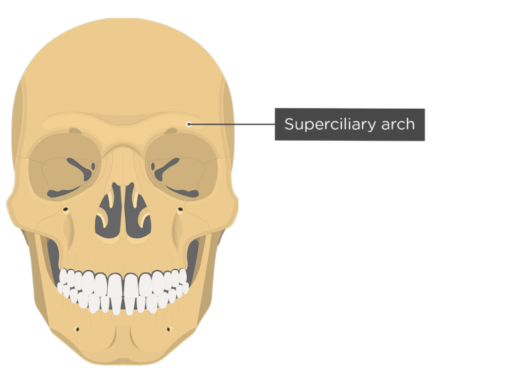 Frontal Bone Anatomy