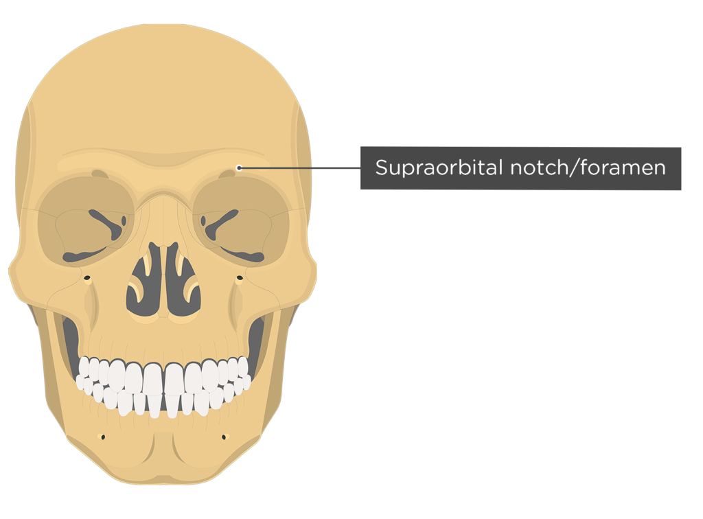 Frontal Bone Anatomy GetBodySmart