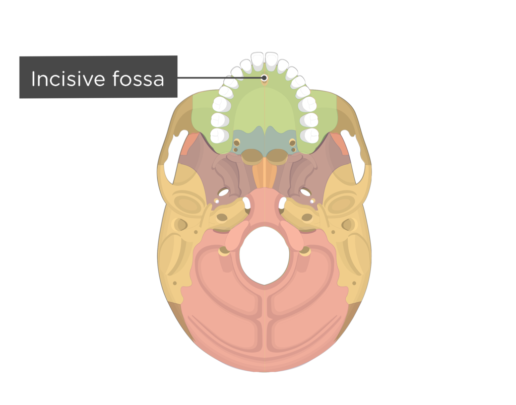 Inferior view of the skull showing the incisive fossa