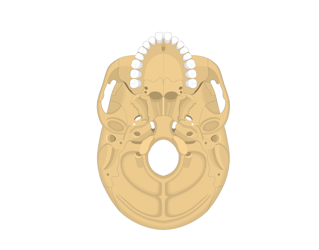 Inferior view of the skull