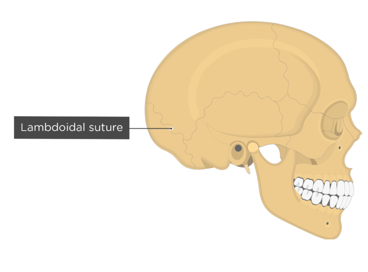 lambdoidal suture - lateral view