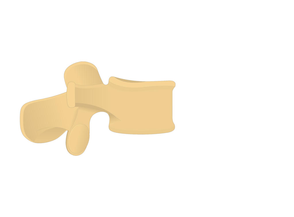 lumbar vertebra - lateral view